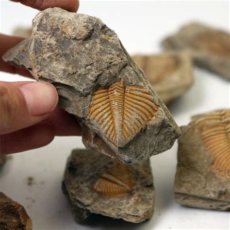 PETOSKEY Stone Fossil Specimen Pure Michigan Lake Home Decor 2lb 14oz Coral. . Ebay fossils